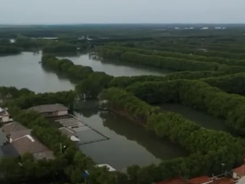 Konservasi Mangrove Bakal Diimplementasikan di Kurikulum Merdeka, Bagaimana Caranya?