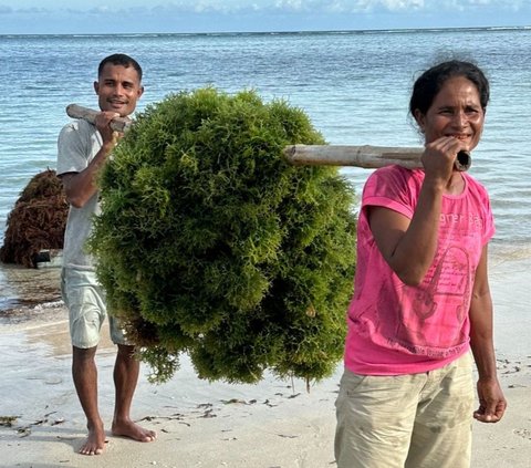 Platform Agree Milik Telkom Dukung Optimalkan Hasil Panen Budi Daya Rumput Laut di NTT