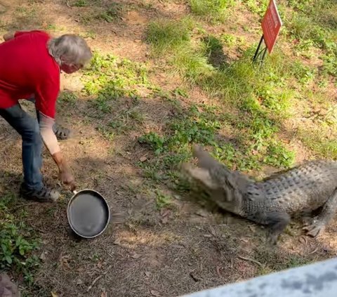 Tak Disangka! Kakek Ini Usir Buaya Besar Mau Masuk Rumahnya Pakai Penggorengan