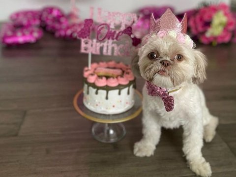 10 Potret Perayaan Ulang Tahun Anjing Peliharaan Farah Quinn: Meriah Seperti Pesta Putri Kerajaan