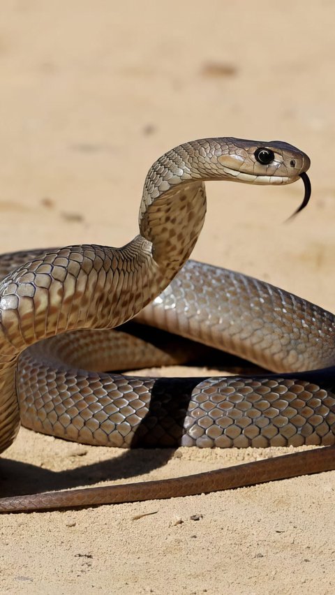 Discovery of Venomous Giant Snake Shocked the Animal Handler