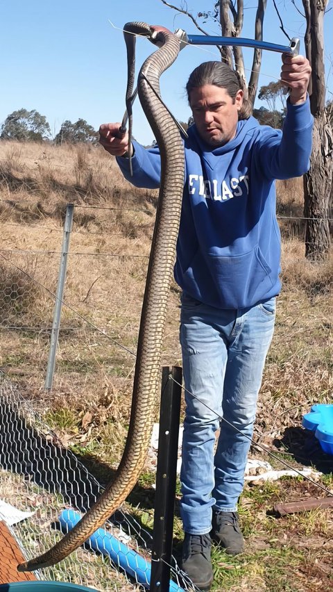 Discovery of Venomous Giant Snake Shocks the Snake Handler