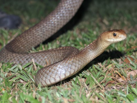 Discovery of Venomous Giant Snake Shocks the Snake Handler