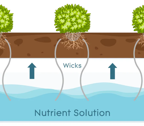 Cara Tanaman Hidroponik di Rumah, Cocok Dilakukan di Lahan Terbatas