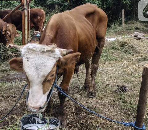 Produk Makanan Berbasis Daging Sapi Asal Indonesia Ditolak Malaysia, Ternyata Ini Penyebabnya