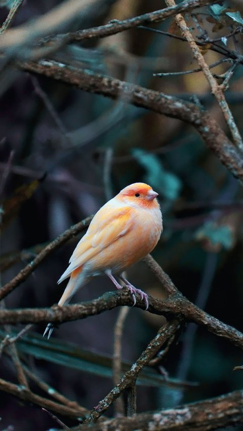 Ternak kenari adalah salah satu ide bisnis yang banyak diminati oleh penikmat burung hias. Kenari adalah burung hias berbulu kuning yang cantik, dan kicauan suaranya merdu. Tak heran banyak yang megagumi burung hias satu ini. Saat Anda memutuskan ingin beternak kenari, tentu ada beberapa hal yang harus dipelajari. Tujuannya adalah budi daya burung kenari Anda membawa hasil yang berkualitas.