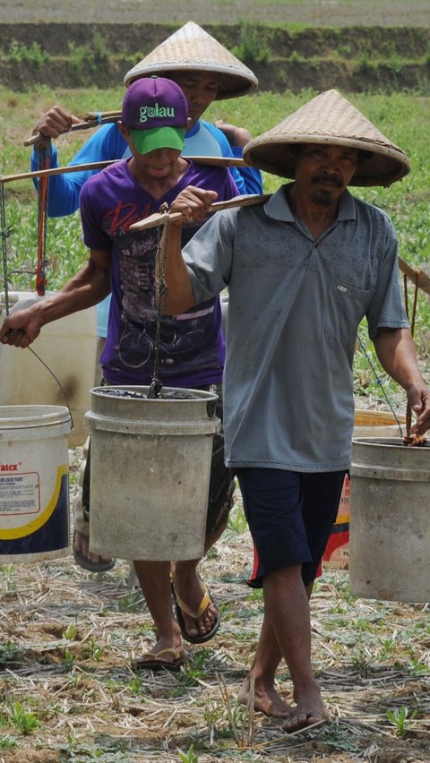 Dia menyebut El Nino akan berlangsung hingga akhir tahun dan diharapkan dapat kembali ke kondisi normal.