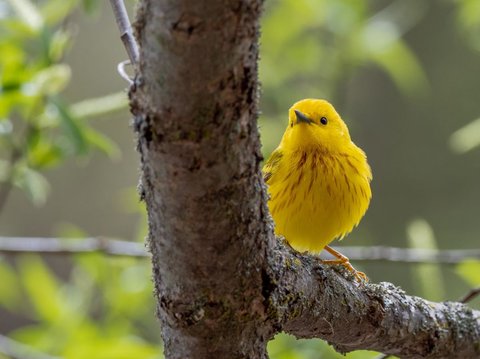 Paham Seluk-beluk Burung Kenari