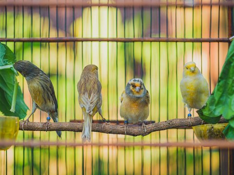 Kawinkan Burung Kenari