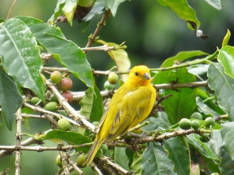 Jenis Pakan Burung Kenari