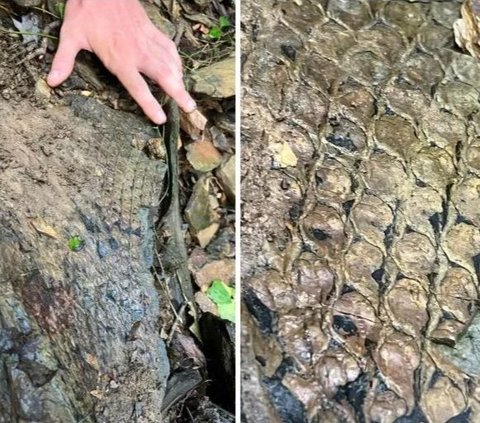 Fosil Misterius Bersisik Ditemukan di Pinggir Sungai, Ternyata Bukan Sisik Hewan