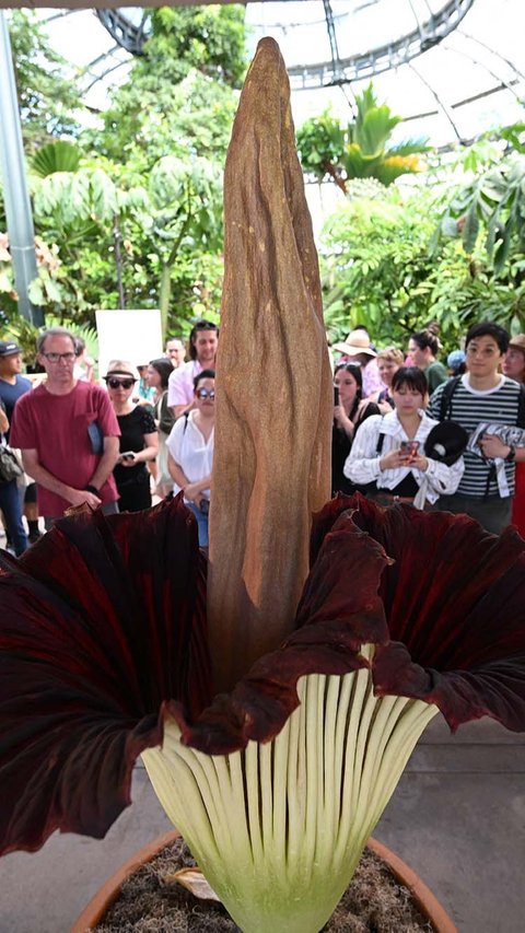 FOTO: Heboh Bunga Bangkai Raksasa Super Langka Asal Sumatera Mekar di Amerika Serikat, Begini Penampakannya