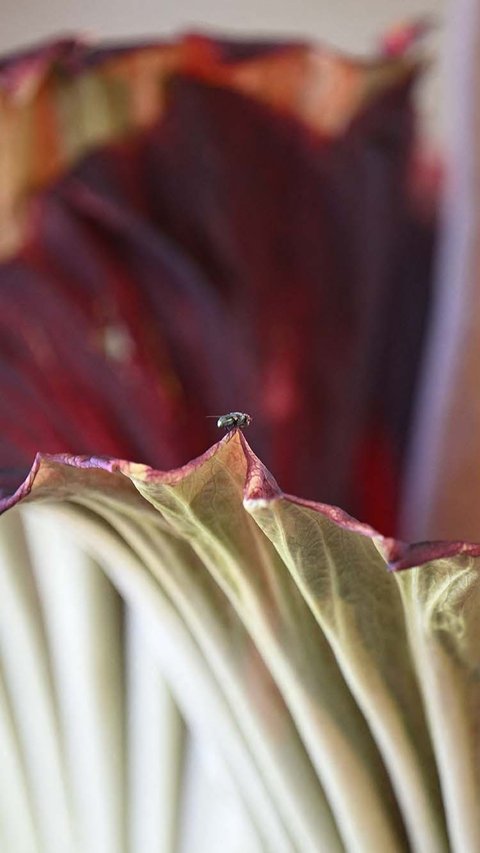 Tampak seekor lalat hinggap pada bunga bangkai raksasa.