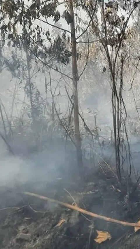 Perambah Hutan Seenaknya Bangun Pondok di Taman Nasional di Pelalawan, Petugas Geram Langsung Dibakar