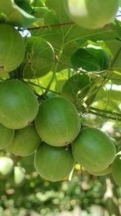 Dari kebun-kebun Tiongkok Selatan, muncullah buah biksu yang juga dikenal dengan nama Lo Han Kuo atau Lo Han Kuo. Buah kecil berbentuk melon hijau ini telah menjelma menjadi bintang dalam dunia Pengobatan Tradisional Cina (TCM) selama beberapa dekade.