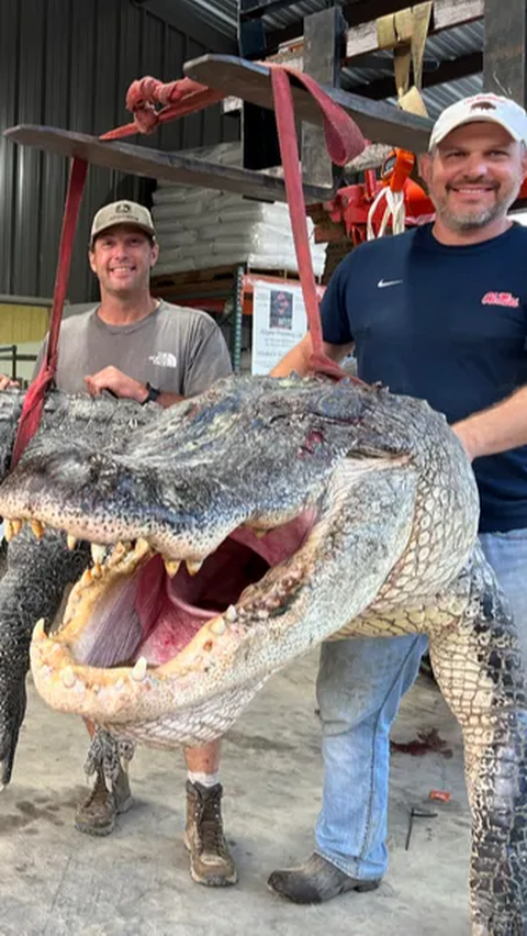 364-kg Alligator Caught in Mississippi River | trstdly: trusted news in ...