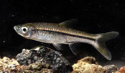 <b>2. Rasbora Tobana</b>