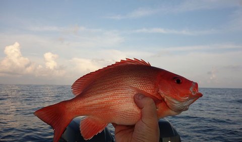 Ikan Kakap Merah