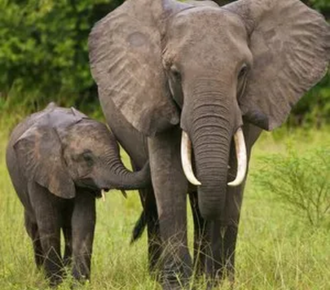 Tanpa ancaman manusia, hewan-hewan megafauna seperti gajah dan badak akan kembali berkeliaran. Spesies besar ini pernah mendominasi planet ini sebelum manusia menyebar dan memburu mereka.