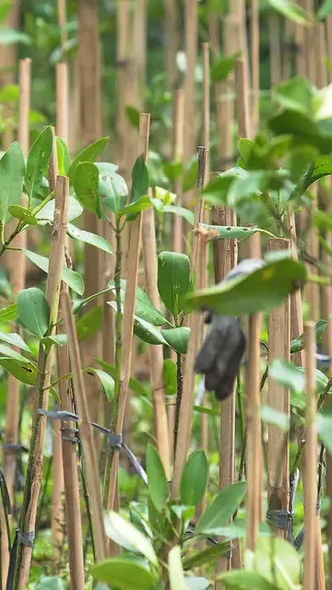 Polda Sumut Sikat Habis Pembalak Mangrove, Sejumlah Pemilik Bongkar Dapur Arang Sendiri