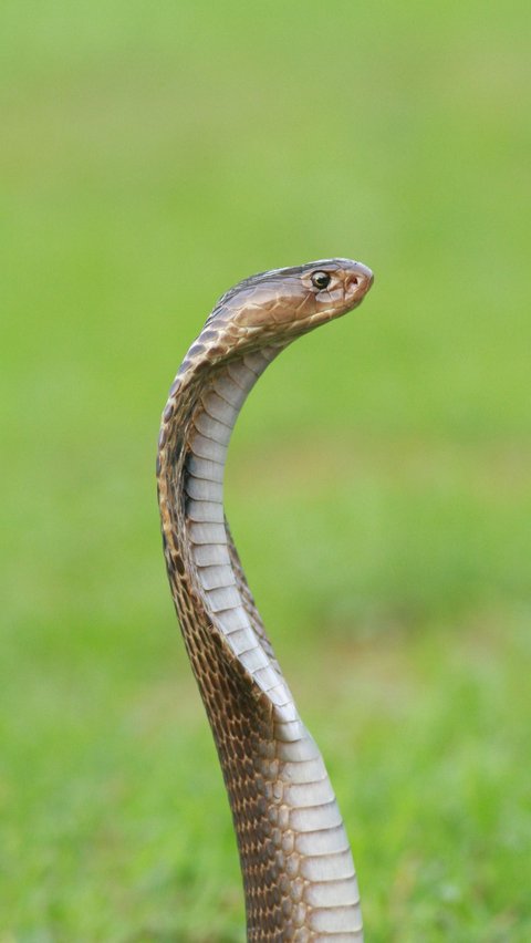 Selain itu, memastikan lingkungan dalam keadaan bersih juga menjadi hal yang bisa dilakukan untuk menghindari ular masuk ke rumah.