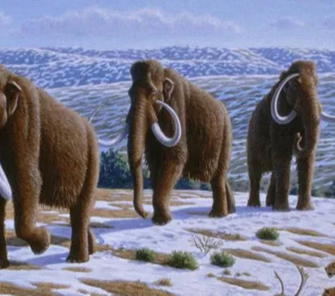 Kronologi Penemuan Gading Gajah Purba di Sragen, Ternyata Bukan Pertama Kali