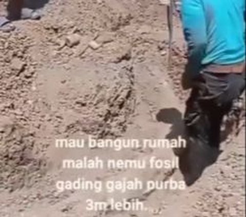 Lagi Bangun Rumah, Warga Temukan Fosil Gading Gajah Diduga Berusia 800 Ribu Tahun