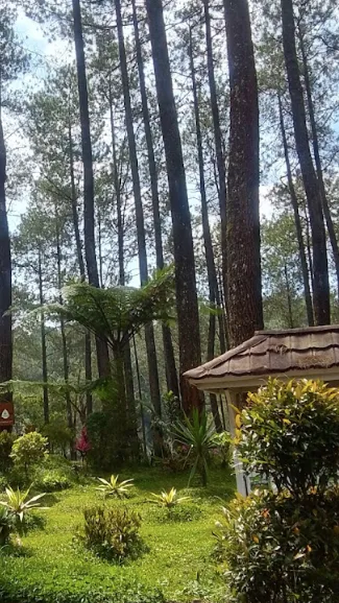 7. Hutan Pinus Cikole