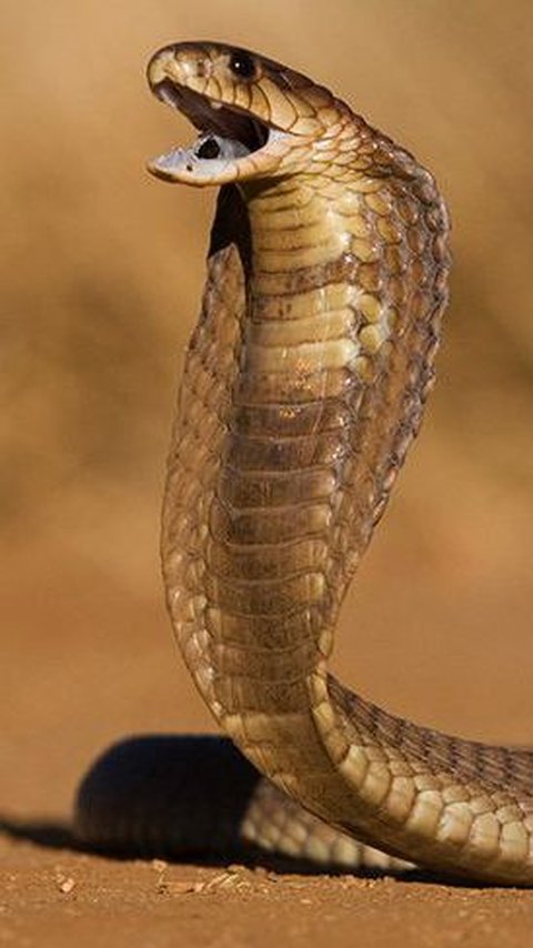 Awalnya Gagah Menantang, Ular Kobra Ini Ciut Ketakutan Digampar Pawang