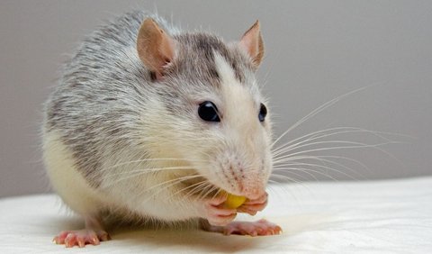 Tikus