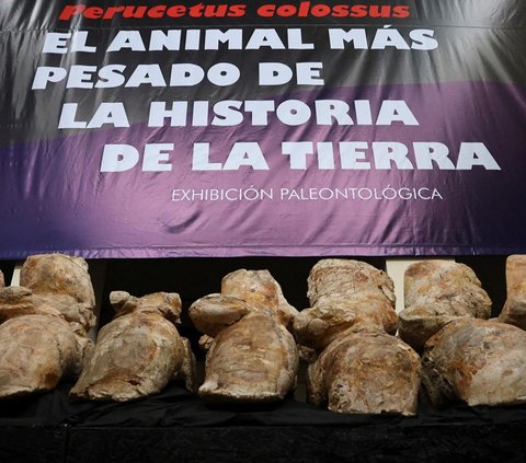 Ilmuwan Peru memamerkan fosil paus purba yang dikenal sebagai Perucetus colossus di Natural History Museum, Lima, pada 2 Agustus 2023. <br /><br />Kerangka mamalia laut yang diyakini hidup 40 juta tahun lalu tersebut ditemukan di tengah sebuah gurun pasir di bagian selatan Peru.
