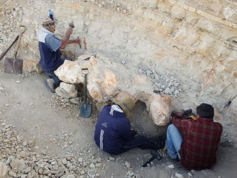 FOTO: Penemuan Fosil Paus Purba yang Hidup 40 Juta Tahun Lalu, Lokasinya Ada di Tengah Gurun Pasir