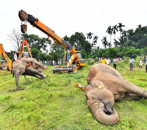 Peristiwa tragis menimpa seekor induk gajah dan dua anaknya di India. <br /><br />Ketiga gajah malang itu tewas tersetrum listrik tegangan tinggi ketika meninggalkan hutan untuk mencari makan.
