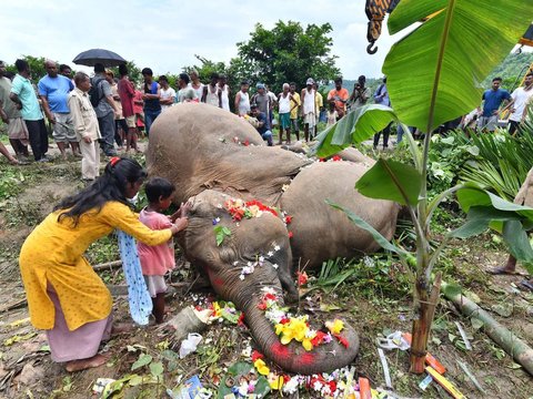 FOTO: Tinggalkan Hutan Buat Cari Makan, Induk Gajah dan Dua Anaknya Tewas Tersetrum Listrik di India