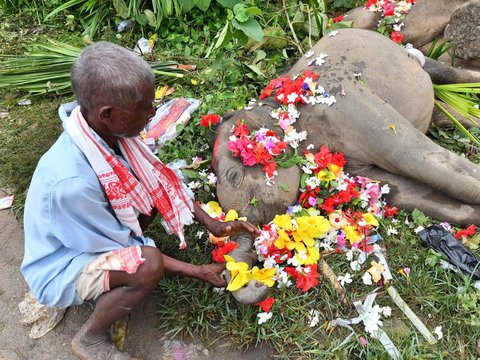 FOTO: Tinggalkan Hutan Buat Cari Makan, Induk Gajah dan Dua Anaknya Tewas Tersetrum Listrik di India