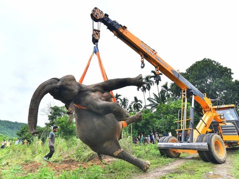 FOTO: Tinggalkan Hutan Buat Cari Makan, Induk Gajah dan Dua Anaknya Tewas Tersetrum Listrik di India