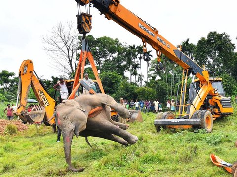 FOTO: Tinggalkan Hutan Buat Cari Makan, Induk Gajah dan Dua Anaknya Tewas Tersetrum Listrik di India