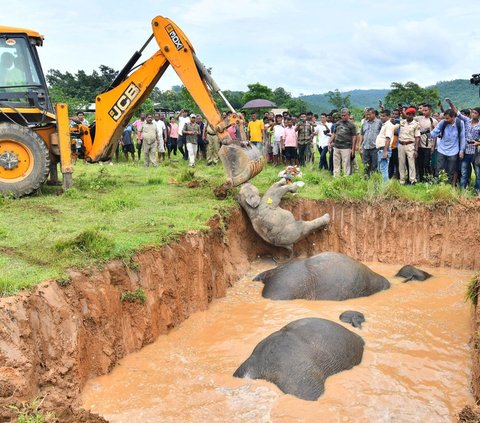 FOTO: Tinggalkan Hutan Buat Cari Makan, Induk Gajah dan Dua Anaknya Tewas Tersetrum Listrik di India