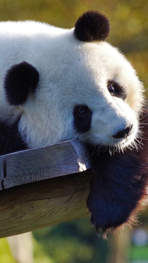 Saat Gali Makam Kaisar China, Arkeolog Malah Temukan Kerangka Panda Raksasa Berusia 2000 Tahun