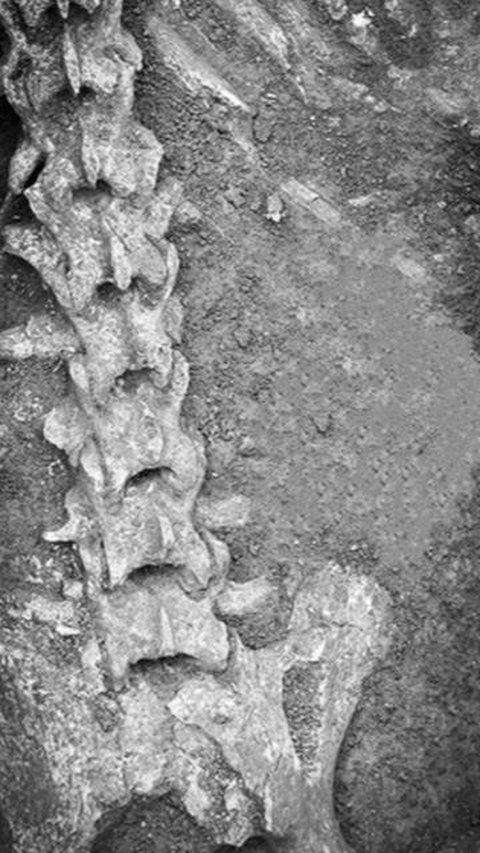 Di dalam makamnya yang berlokasi di Xi'an, China tengah, arkeolog menemukan liang lahat hewan kurban, di mana kerangka panda ditemukan.<br /><br />Foto: Kerangka panda/Chinese Institute of Archaeology.