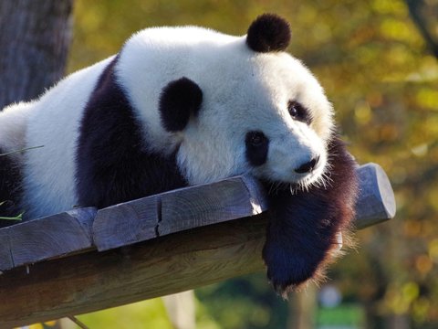 Panda dalam Budaya China