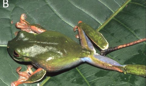 Spesies baru itu dikenali berbeda berdasarkan ukuran, warna, bentuk tubuh, dan garis-garis di tangannya. Peneliti tidak memberikan analisis DNA katak.