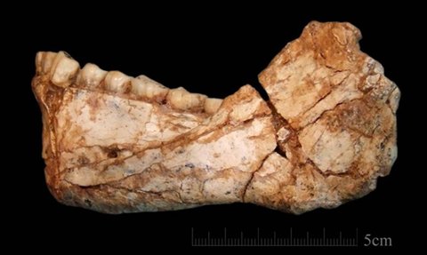 Fakta Baru Ungkap Nenek Moyang Manusia Modern Berasal dari 350.000 Tahun Lalu, Fosilnya Ditemukan di Maroko