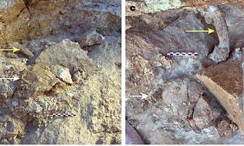 Fakta Baru Ungkap Nenek Moyang Manusia Modern Berasal dari 350.000 Tahun Lalu, Fosilnya Ditemukan di Maroko