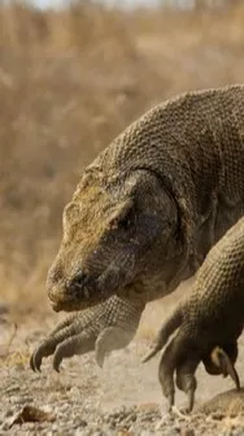 Komodo Berkeliaran di Golo Mori Labuan Bajo, Ini Penjelasan BBKSDA