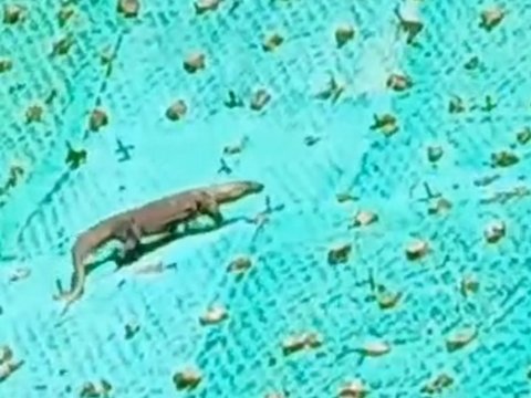 Komodo Berkeliaran di Golo Mori Labuan Bajo, Ini Penjelasan BBKSDA