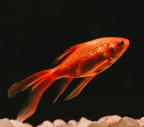 5 Best Fish For First-Time Owners | trstdly: trusted news in simple english