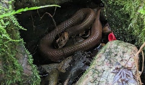Setelah pencarian cepat di sekitar kolam, Dowling melihat ular itu, bersarang di antara bebatuan.