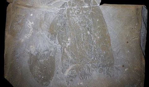 Burgess Shale di Kanada adalah lagerstätte terkenal di mana ditemukan banyak fosil hewan lunak dari periode Cambrian. <br /><br />Ubur-ubur, yang termasuk dalam filum Cnidaria. Cnidaria dari varietas polip ini ditemukan di lapisan fosil yang berusia 560 juta tahun.