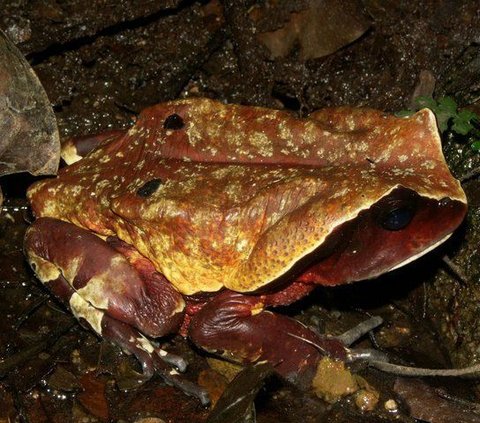 Menariknya, pada 2019 para ilmuwan menemukan bukti bahwa katak raksasa Kongo (Amietophrynus superciliaris) meniru penampilan dan suara ular berbisa untuk menghindari dimangsa oleh hewan lain.